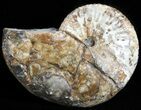 Fossil Ammonite (Hoploscaphities) - South Dakota #46879-1